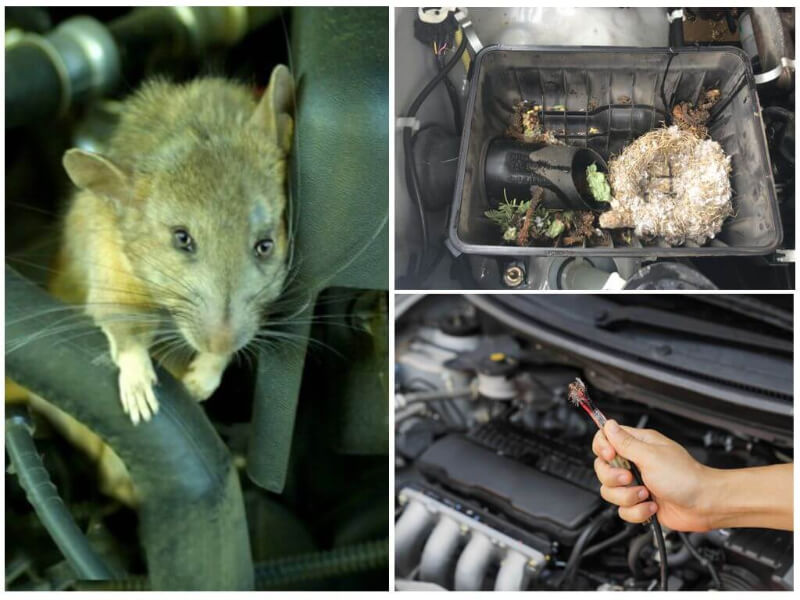 Tác hại chuột vào khoang máy ô tô