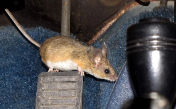 Chuột sẽ phá hoại xế yêu bạn nếu không chống chuột đúng cách