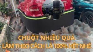 Quây chống chuột ô tô